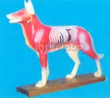 ANIMAL MODEL OF DOG